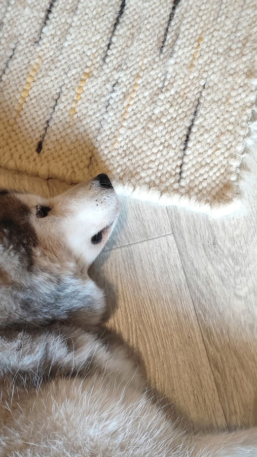 Natural sheep wool area rug, ivory base with gray and vibrant orange stripe pattern, handwoven using traditional techniques